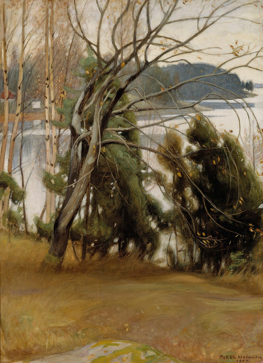Sallow in Autumn
