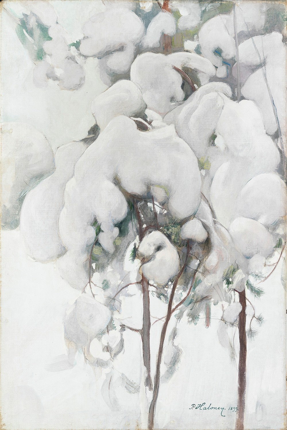 Snow-Covered Pine Saplings