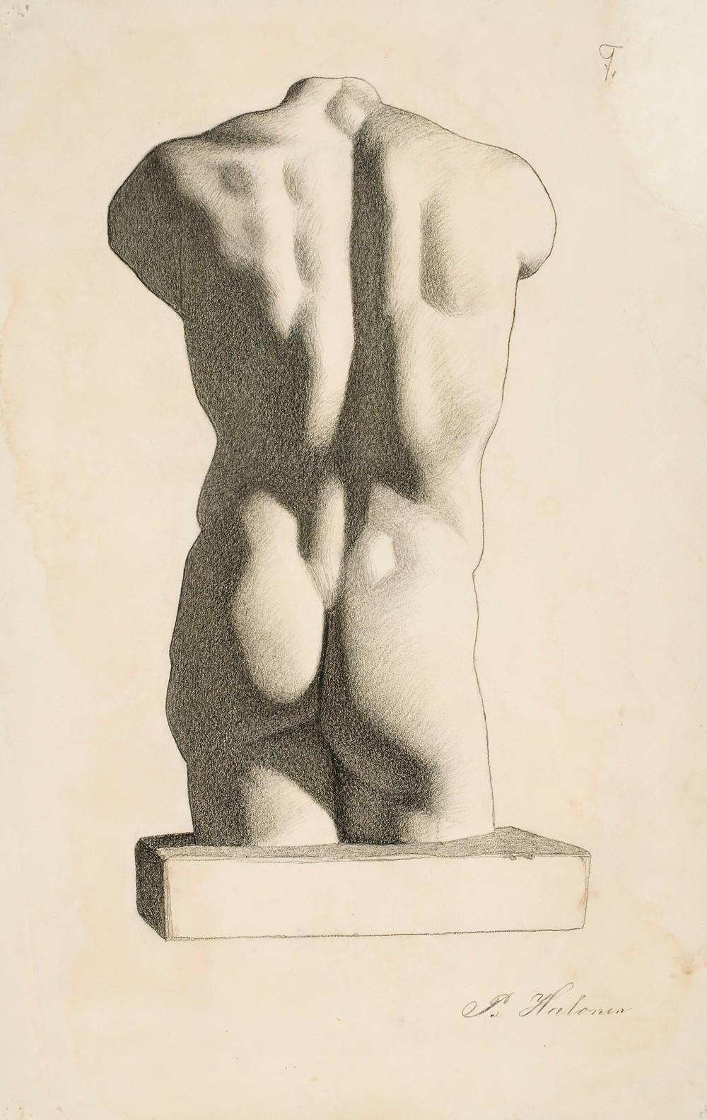 Back of a Male Torso