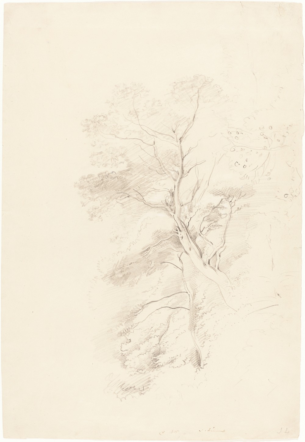 A Beech Wood