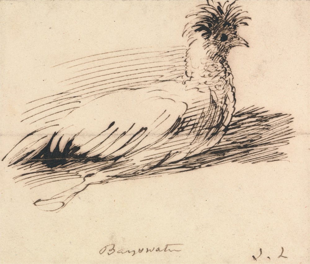 A Hen