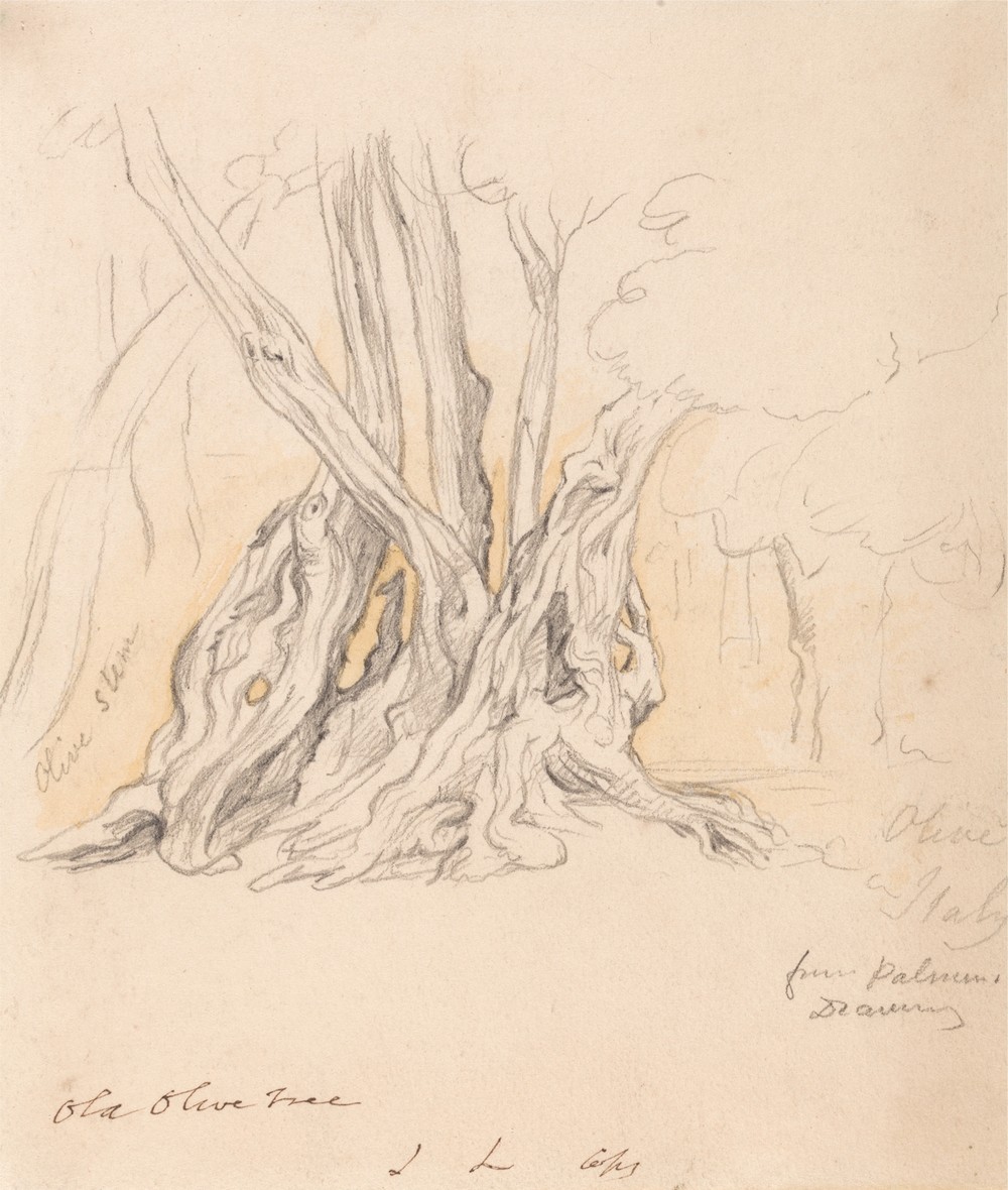 Old Olive Tree