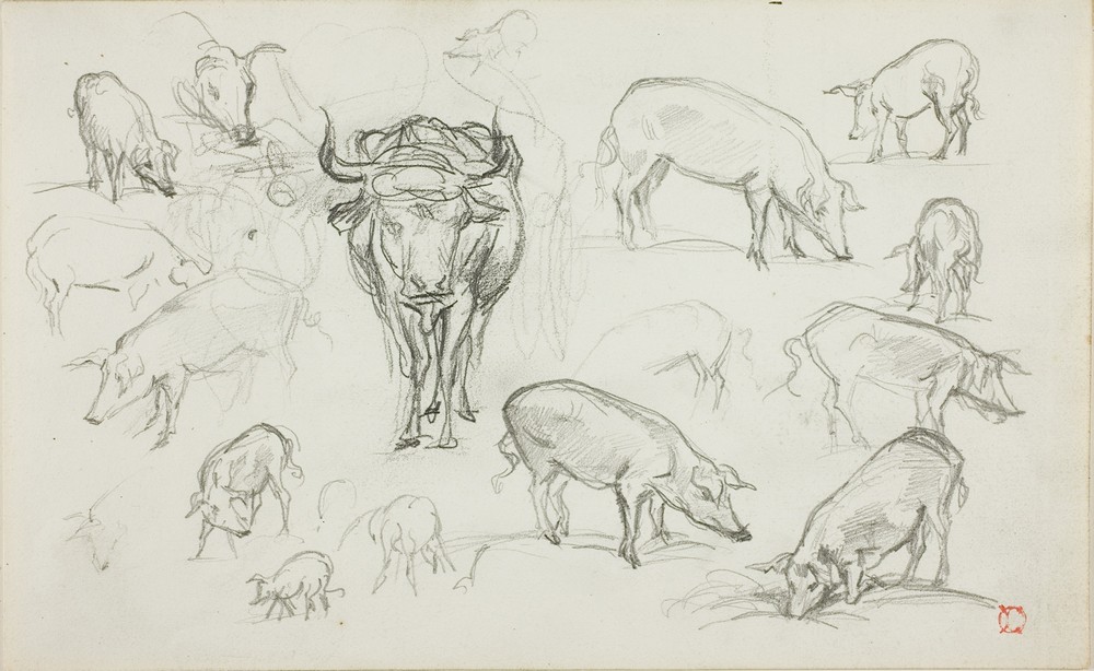 Sketches of Swine and an Ox