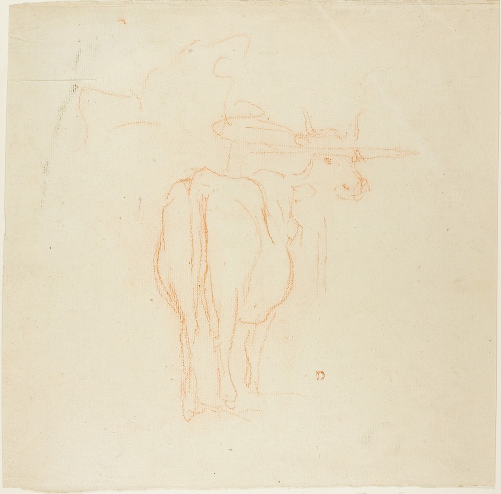 Standing Cattle