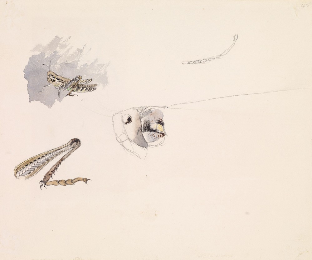 Studies of a Grasshopper – Body, Head and Leg