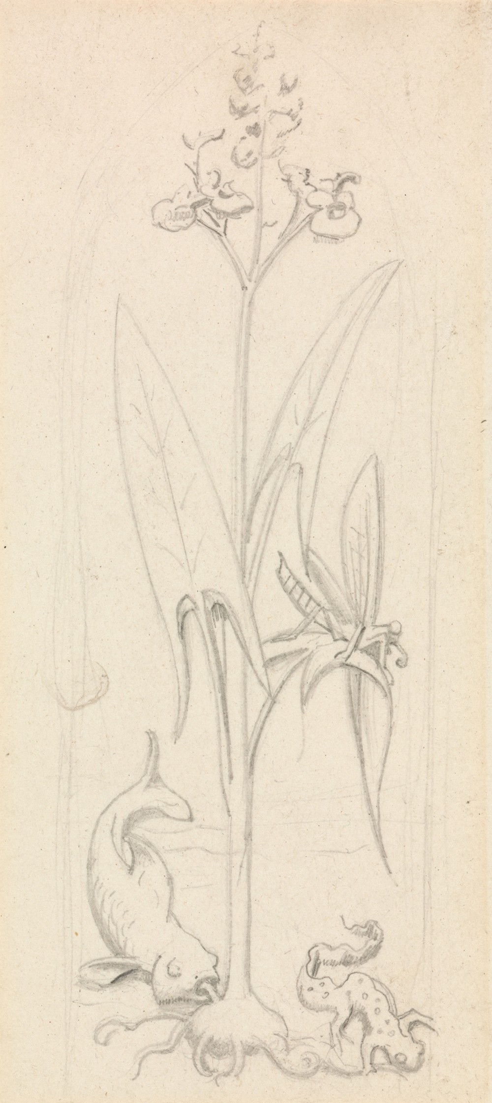 Stained Glass Study, Water Plant with Grasshoper, Fish and Newt