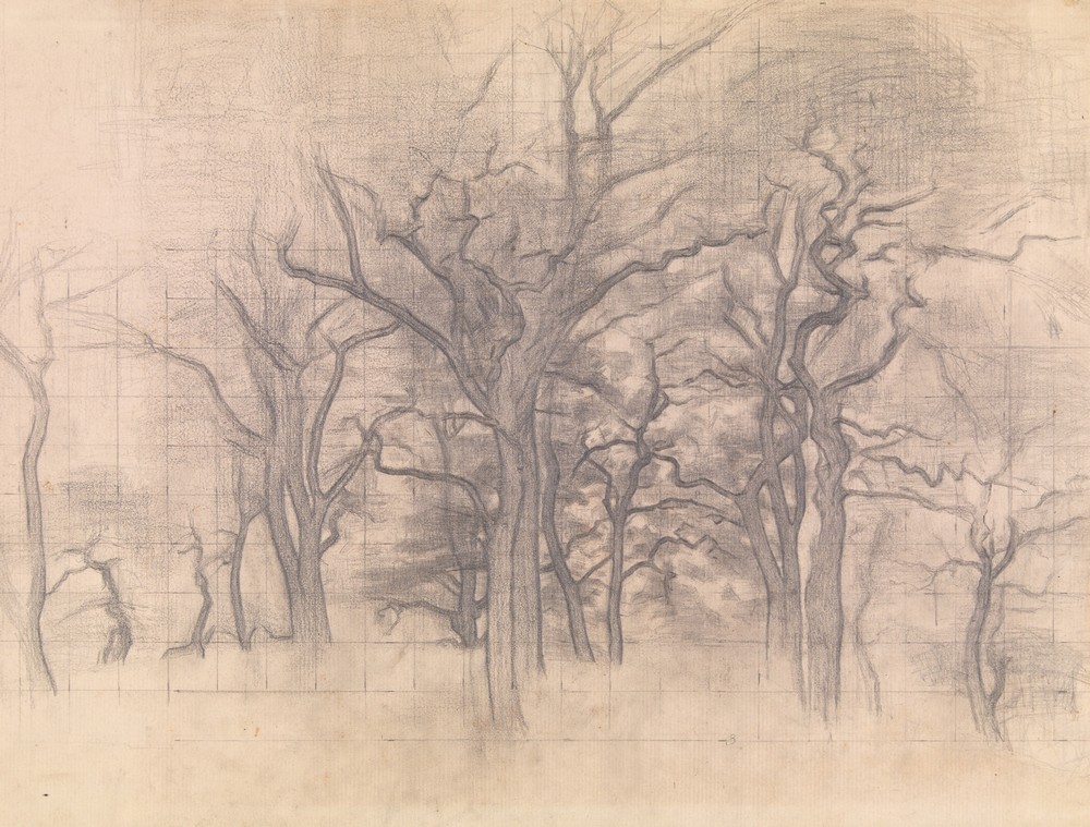 Oak Trees
