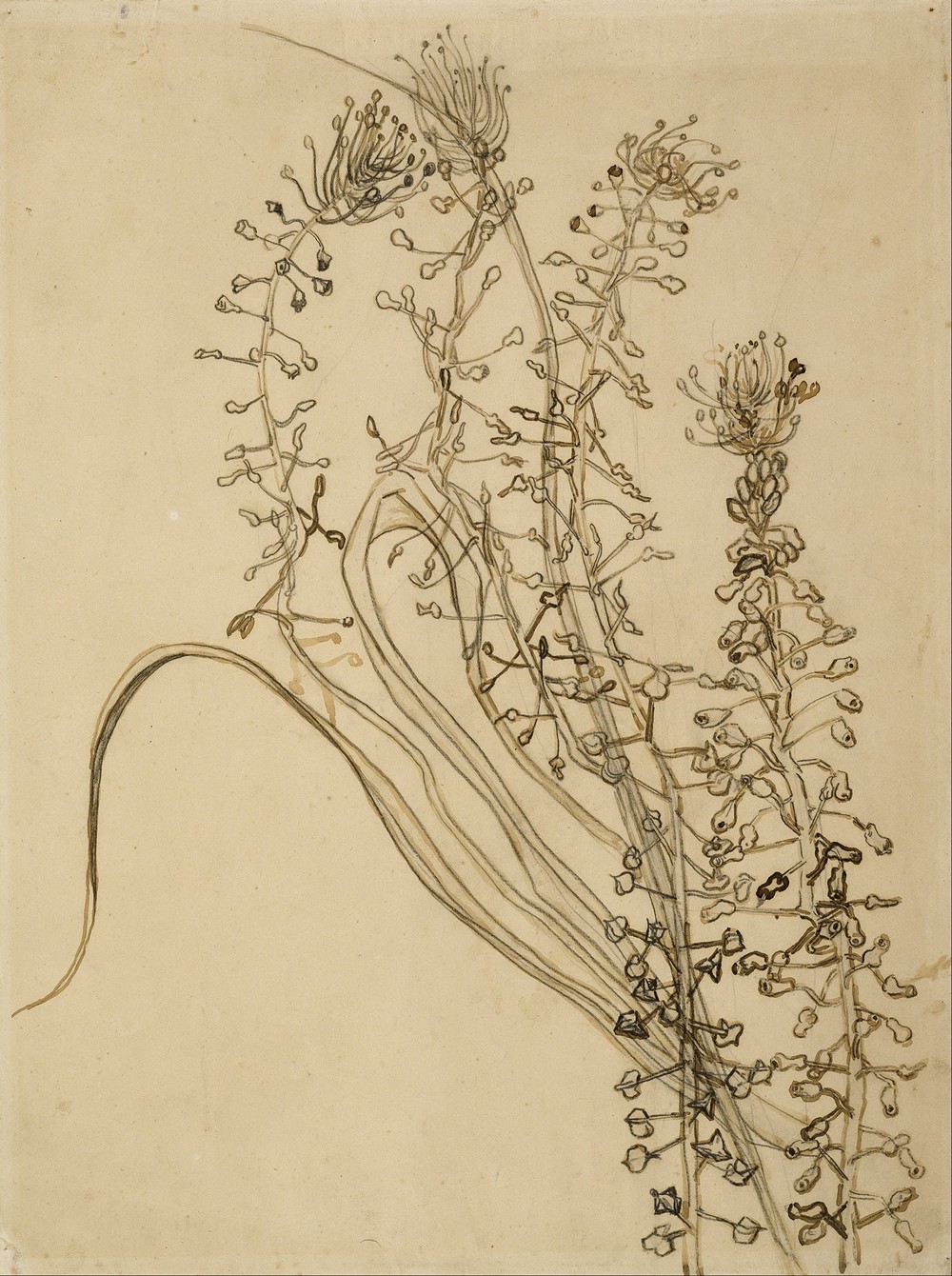 Tassel hyancinth