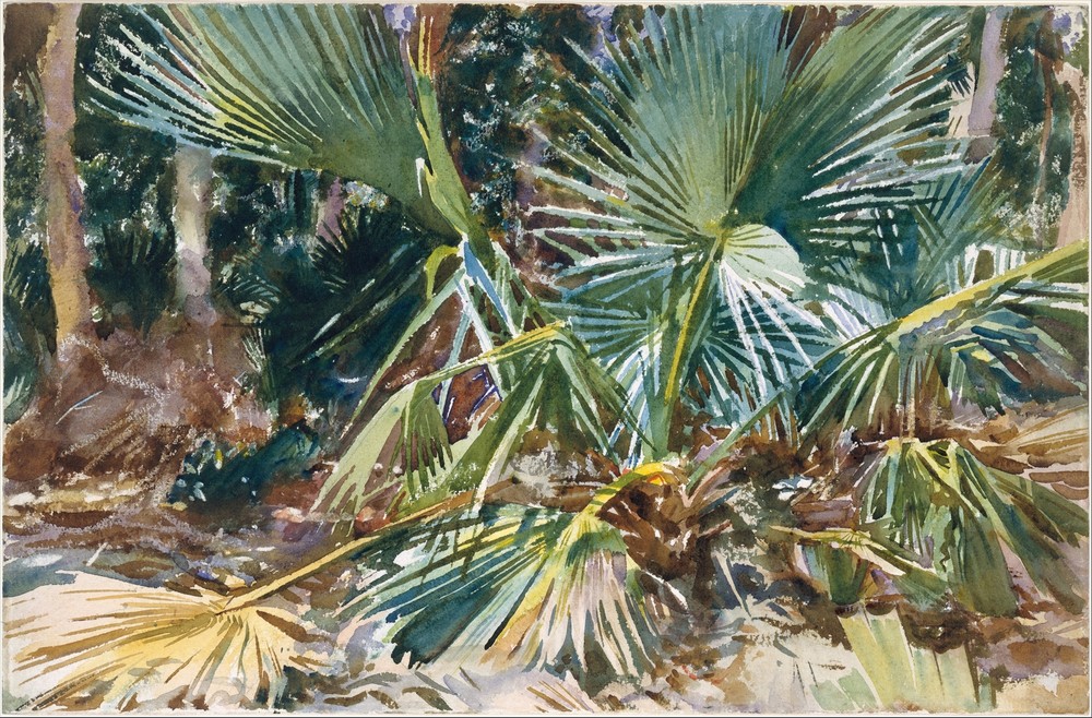 Palmettos
