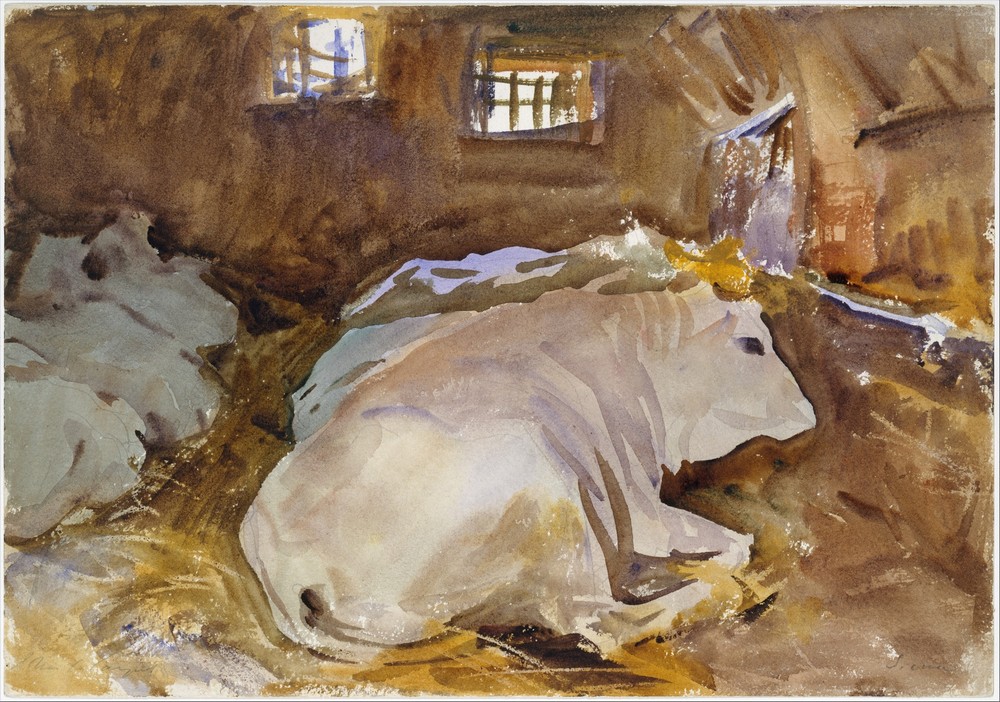 Oxen (circa 1910)