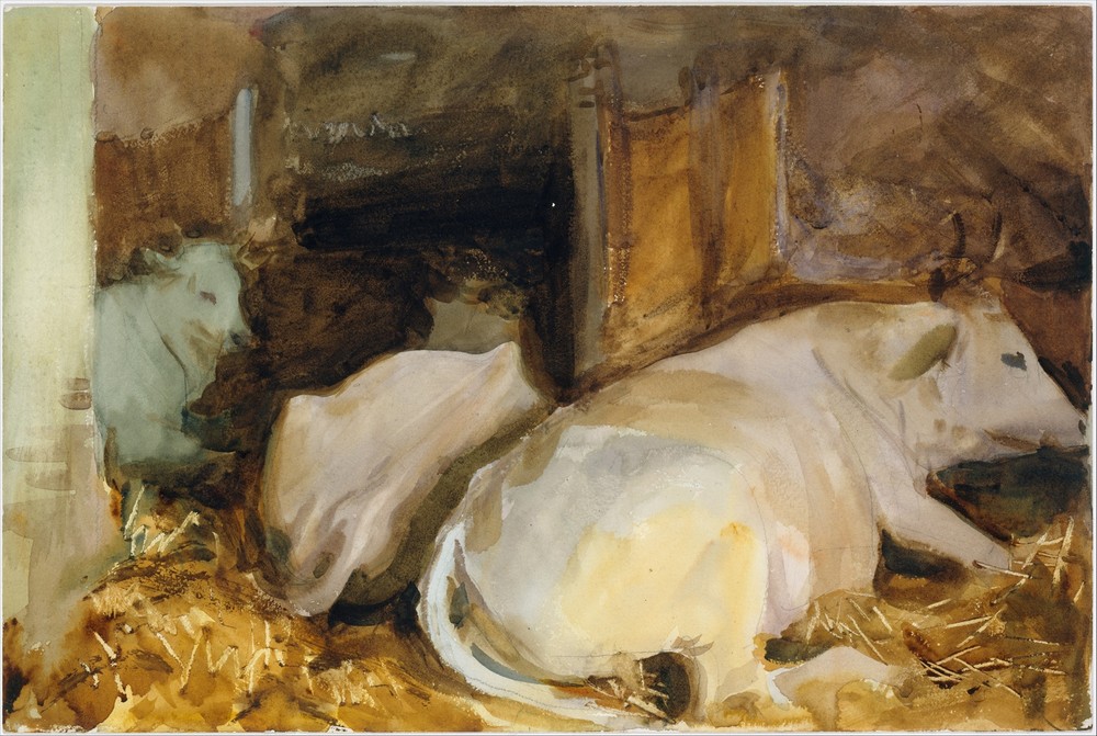 Three Oxen (circa 1910)