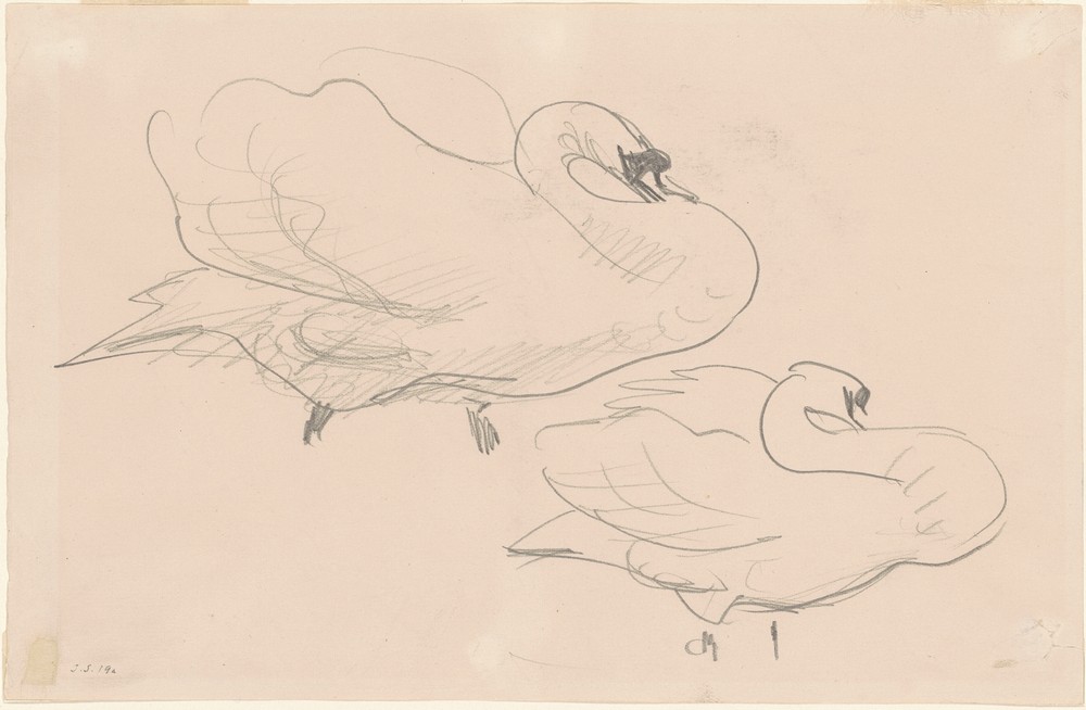 Studies of a Swan