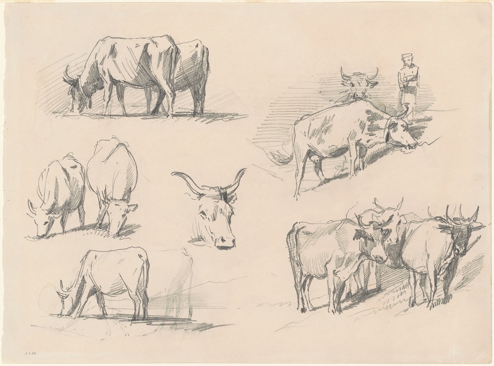 Studies of Cattle (c. 1872)