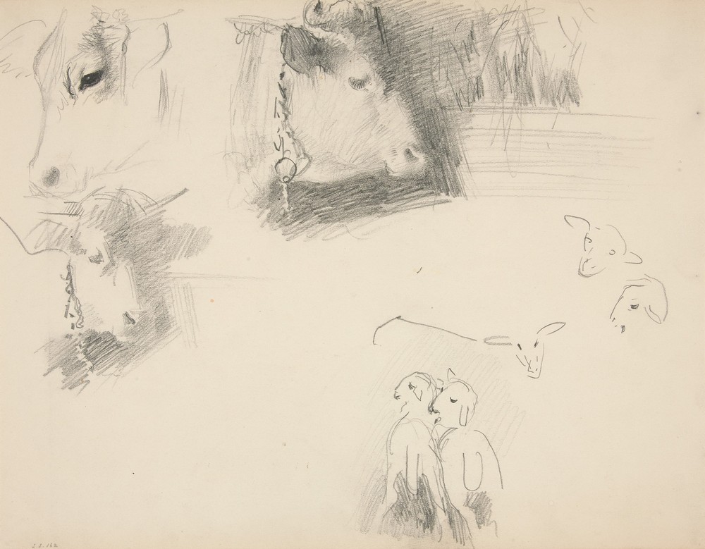 Cows and Sheep