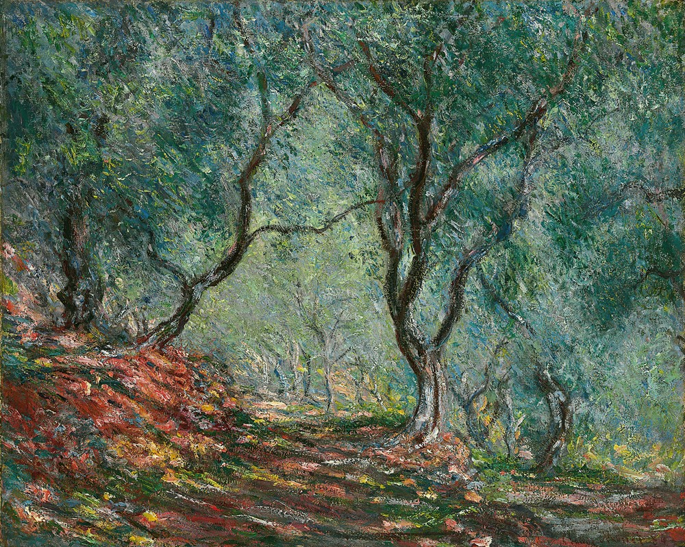 Bois d’oliviers au jardin Moreno