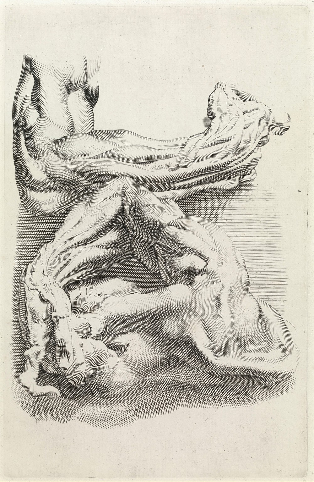 Muscles