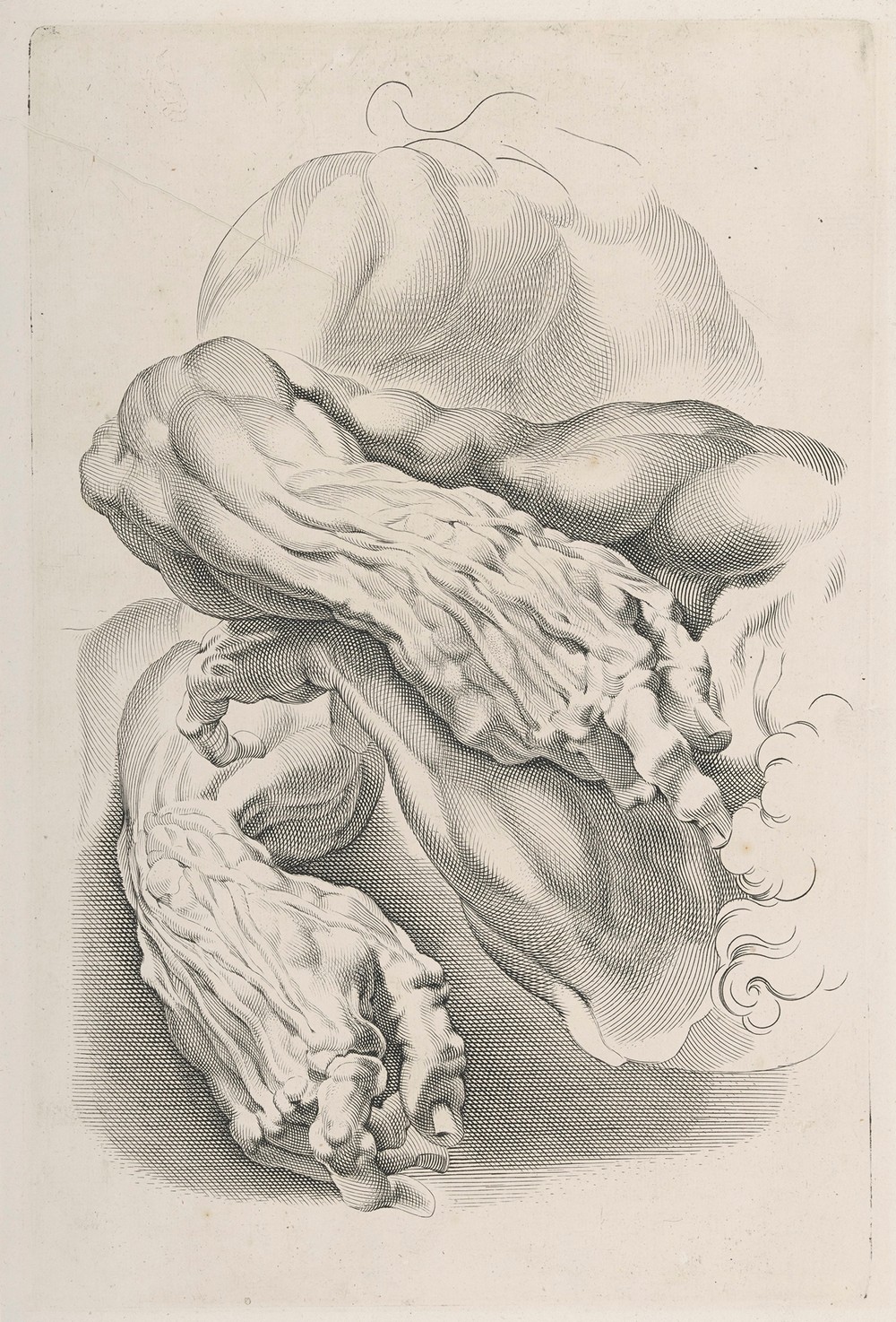 Muscles
