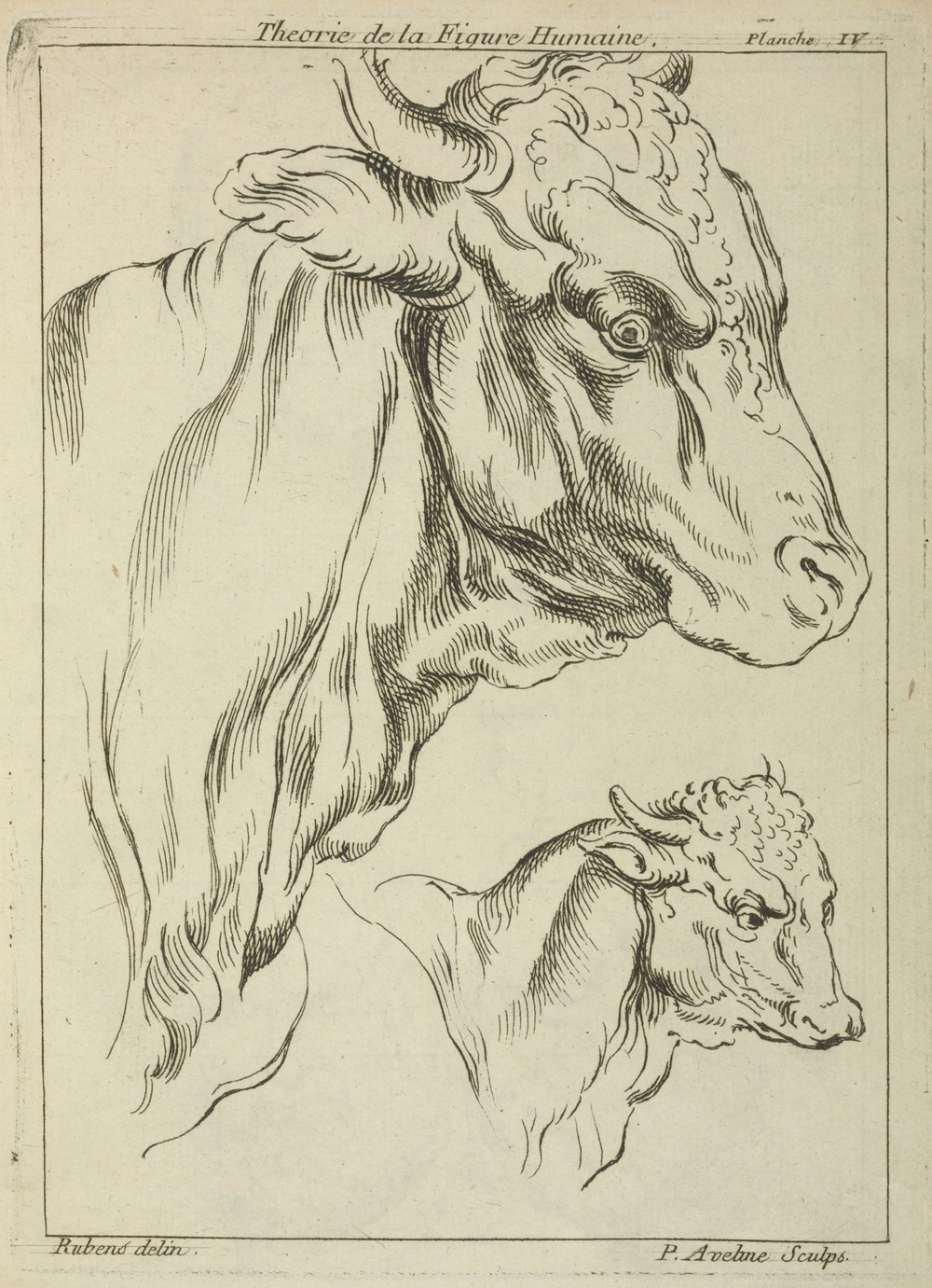 Heads and necks of two bulls in profile
