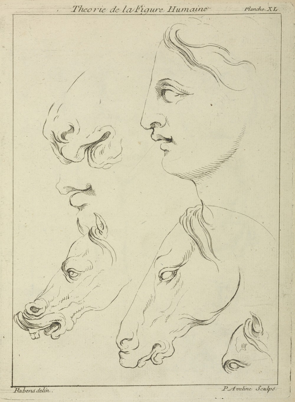 Horses’ heads and human head in profile, with detail of horse’s eye and nose