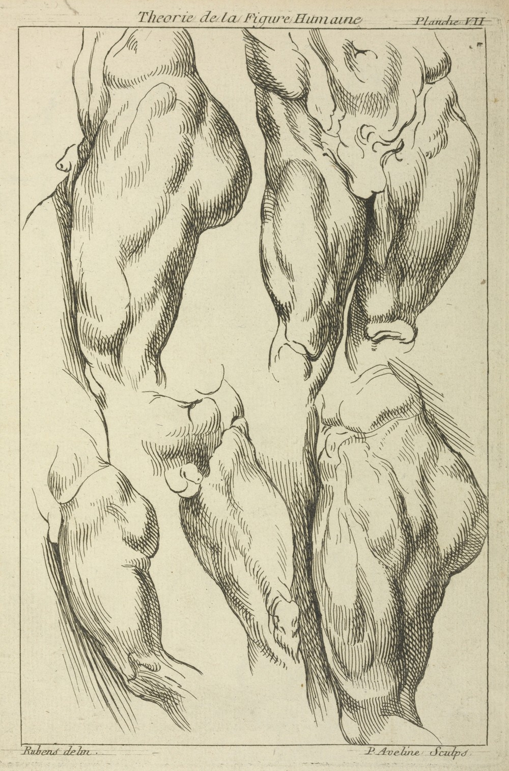 Studies of male loins