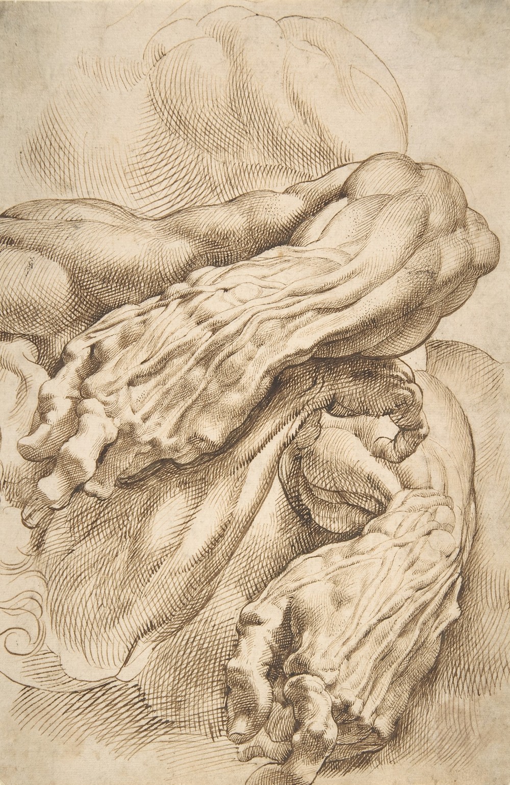 Anatomical Studies; a left forearm in two positions and a right forearm (ca. 1600–1605)
