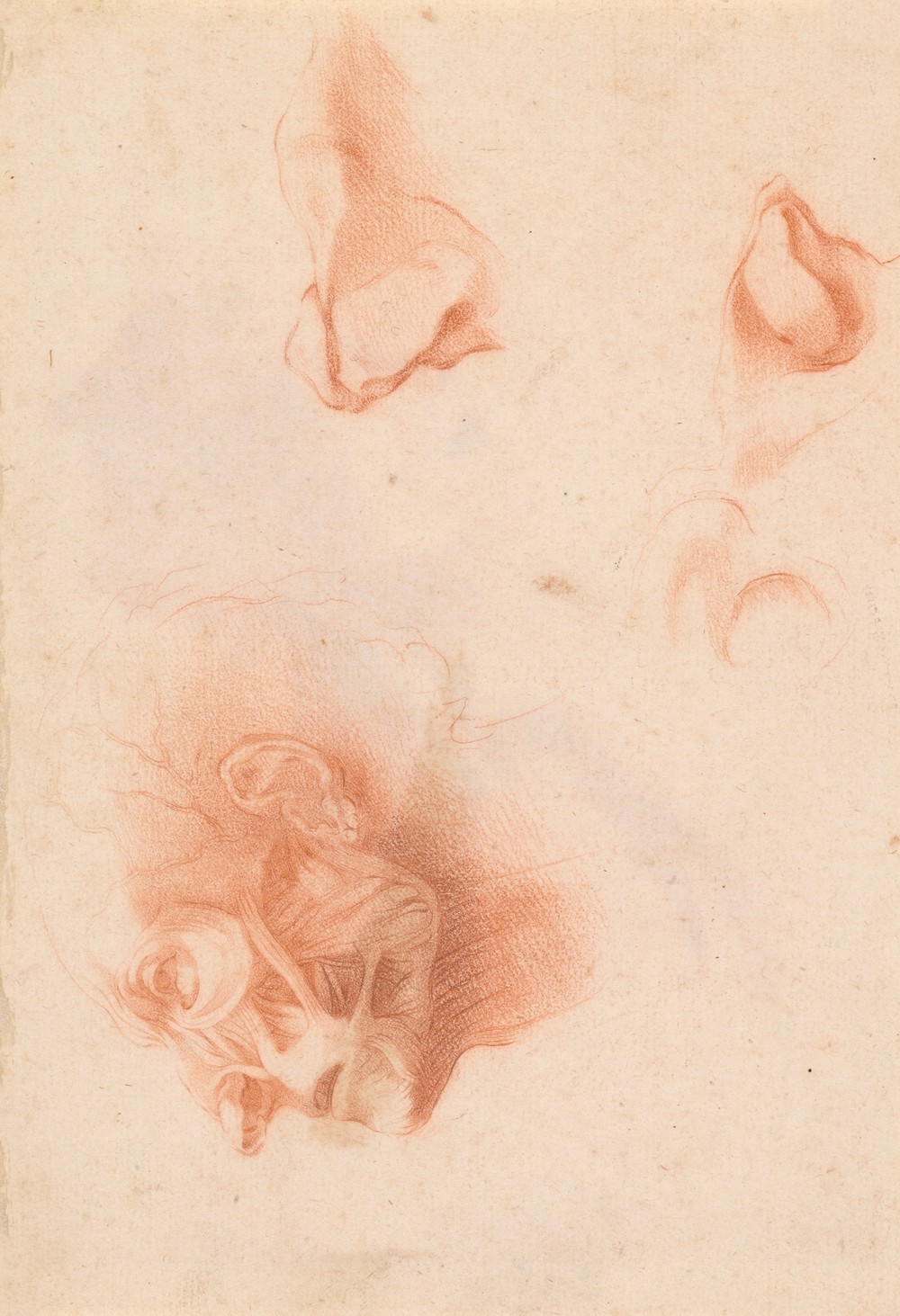 Anatomical Study, Face in Profile (18th century)