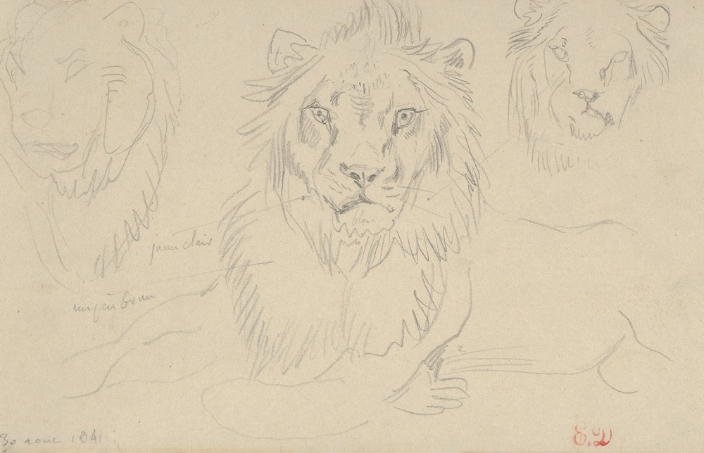 A Lion, Full Face