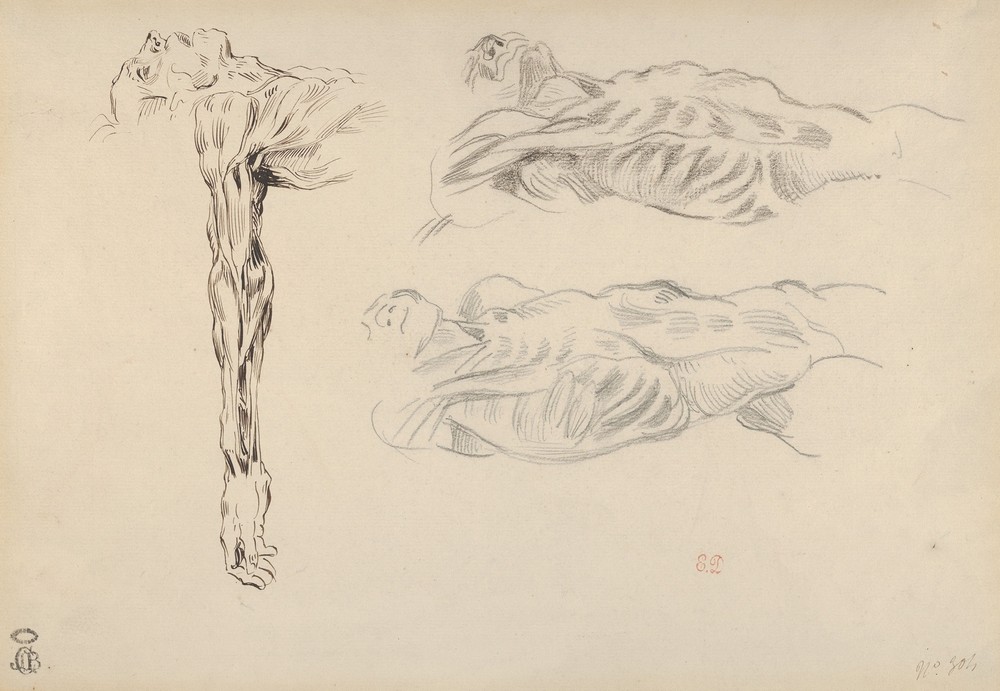 Écorché; Three Studies of a Male Cadaver