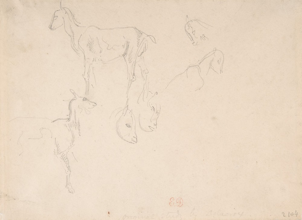 Studies of a Goat