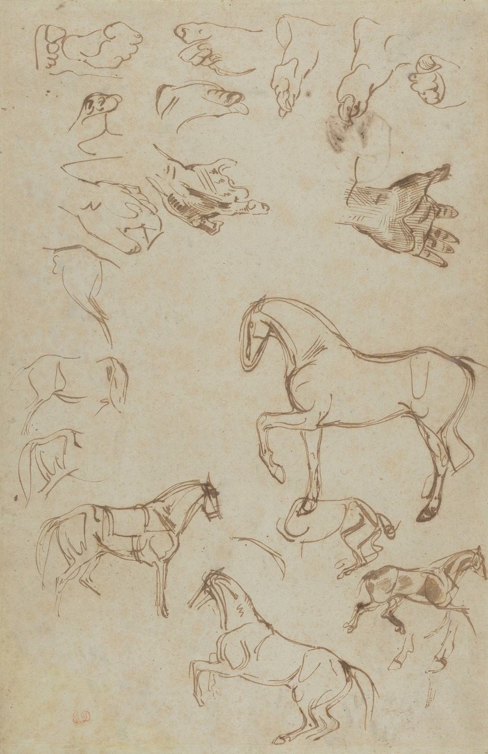 Studies of Horses, Hands, and Feet (ca. 1822–27)