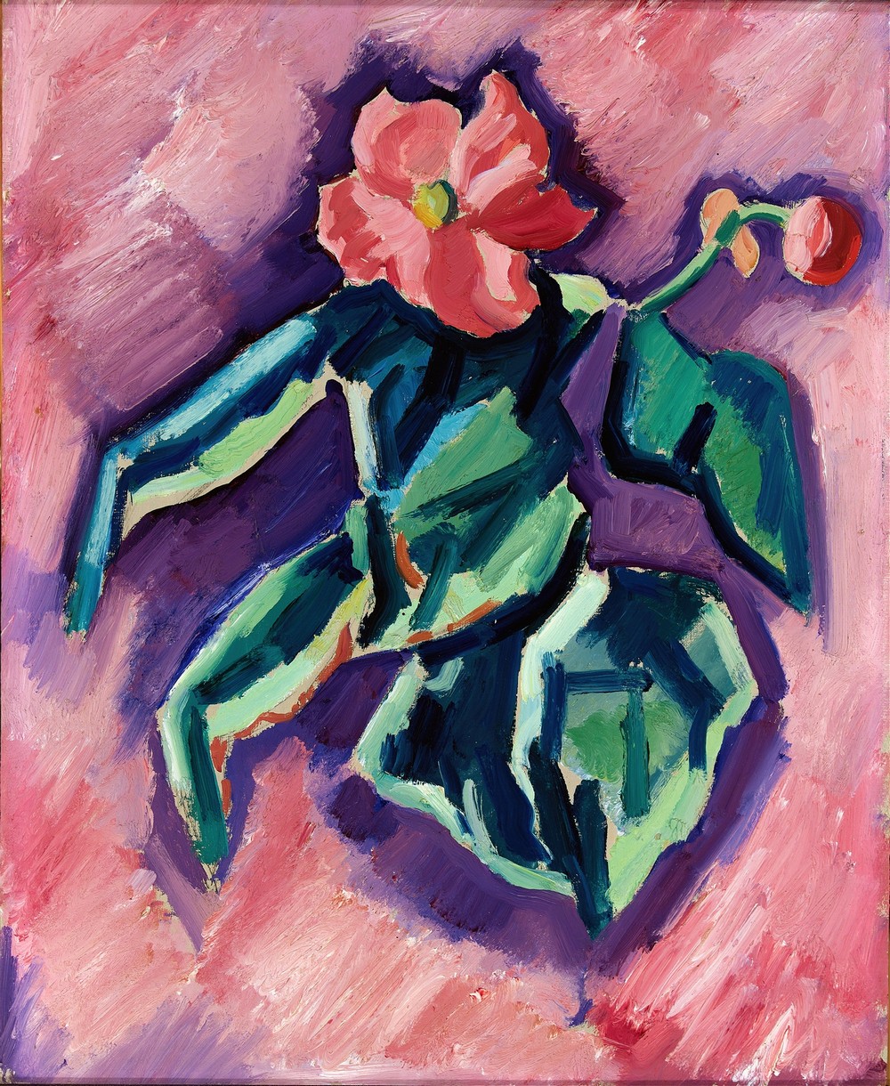 Pink Begonias