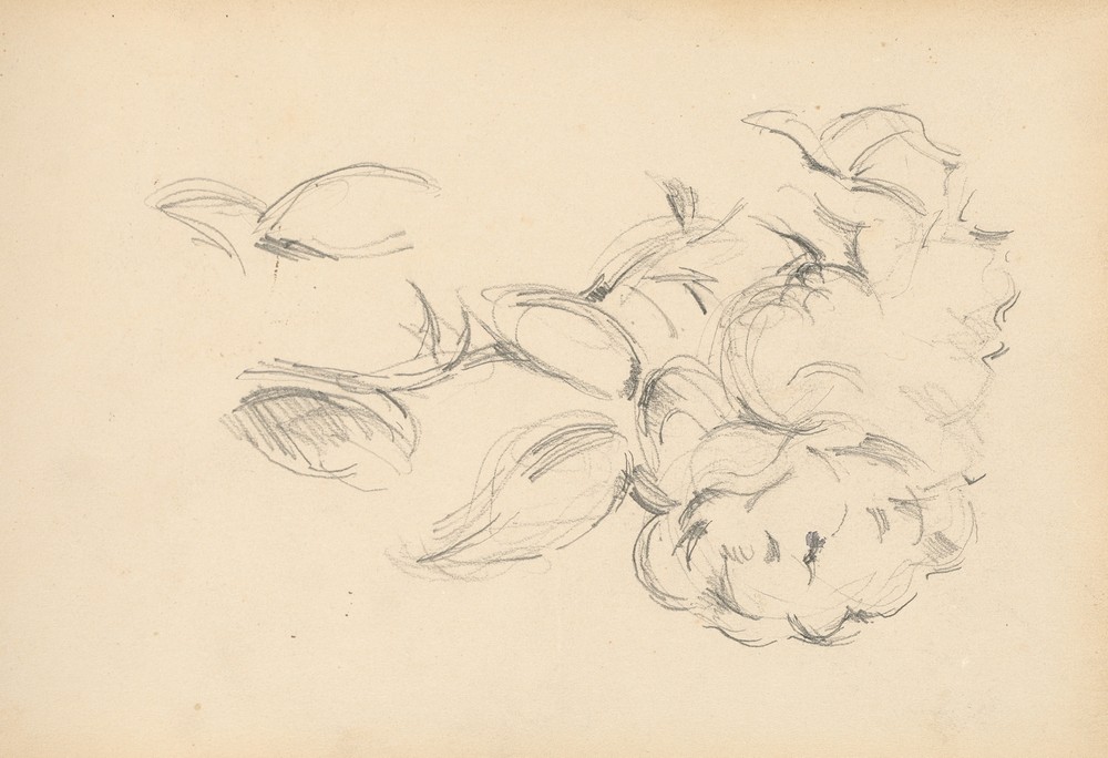 Peonies