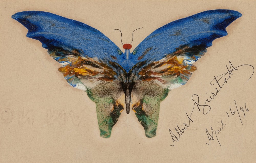 Blue Butterfly