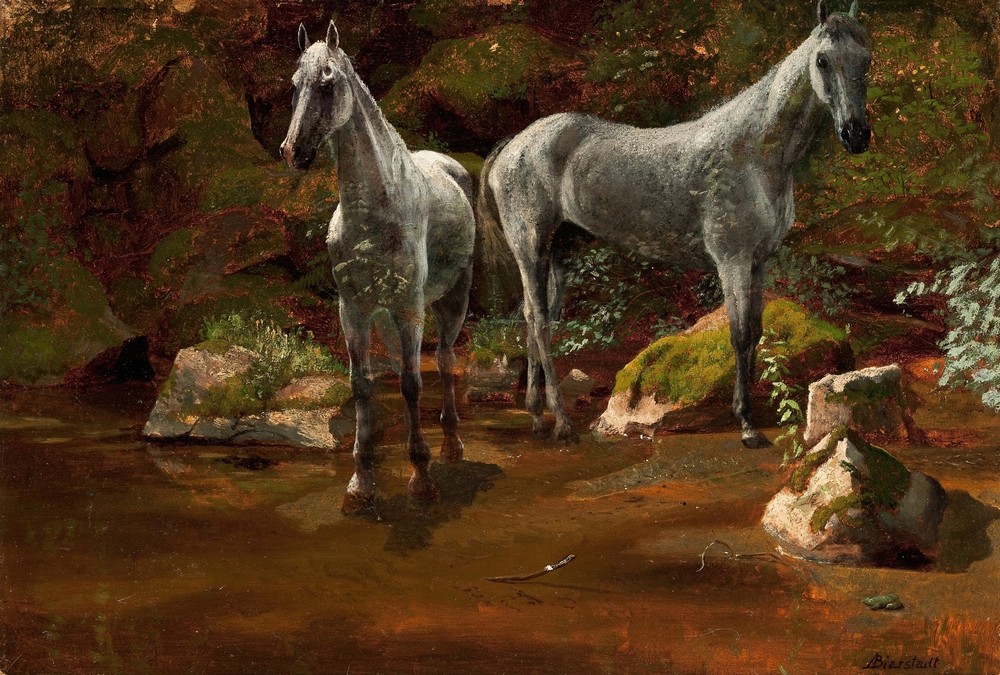 Study of Wild Horses