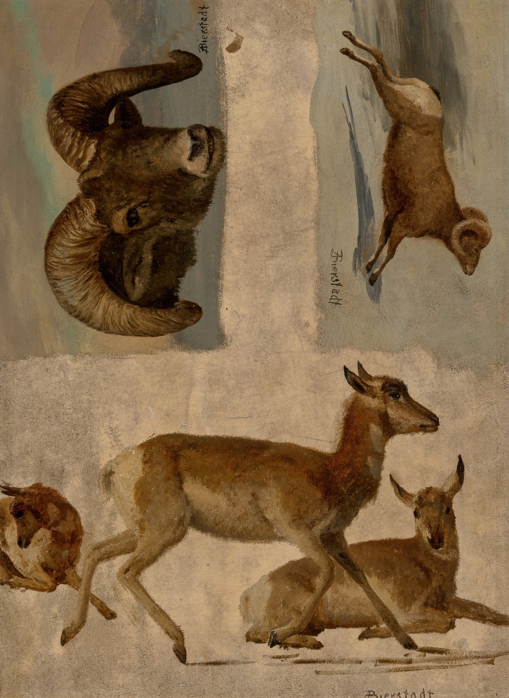 Study of Bighorn Sheep and Antelope