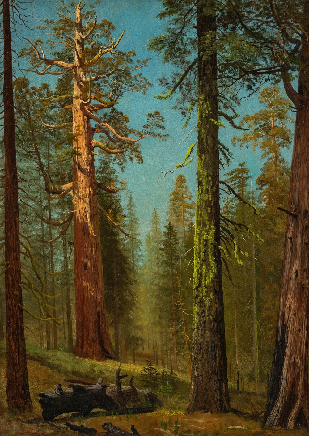 The Grizzly Giant Sequoia, Mariposa Grove, California (circa 1872-1873)