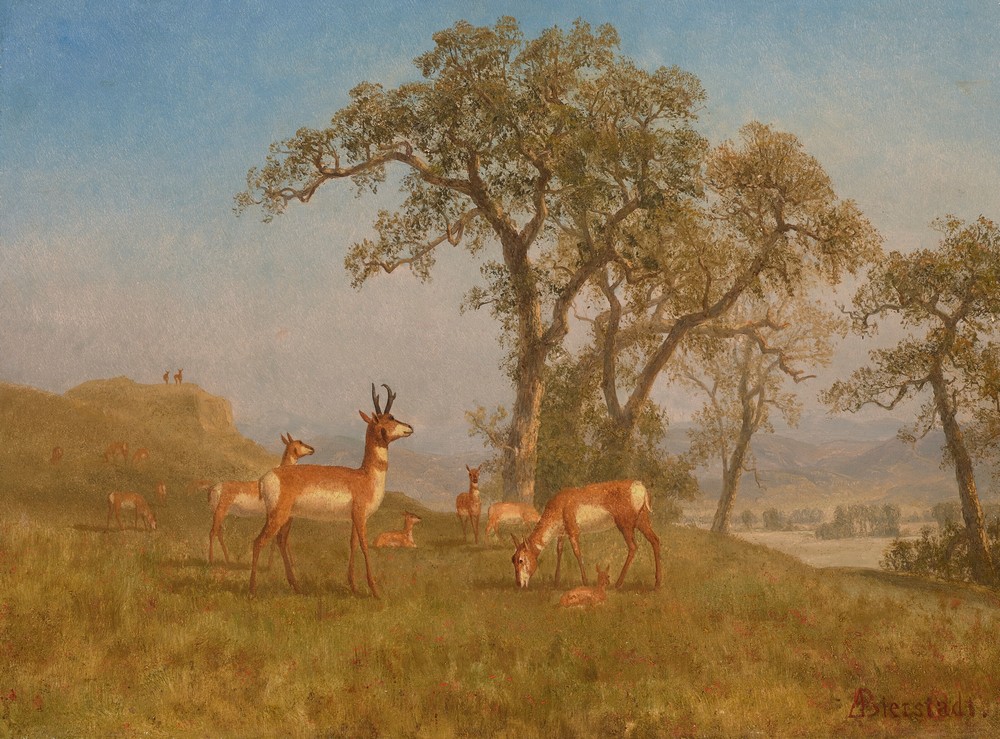 Grazing Antelope (circa 1863)