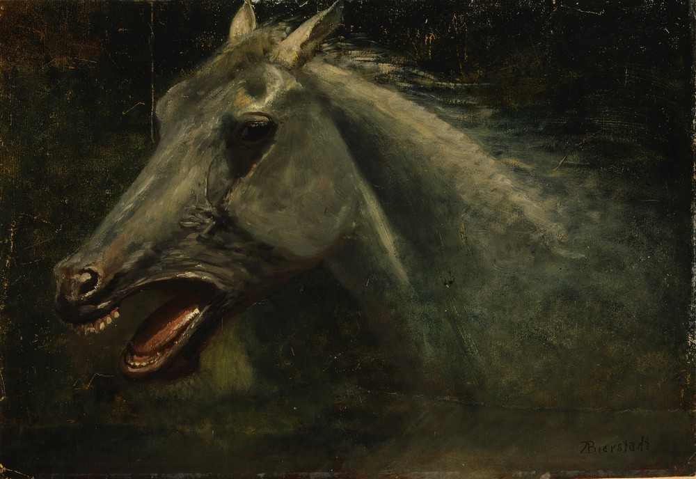 A Wild Stallion (an original oil sketch for ‘The Last of the Buffalo’) (circa 1888)