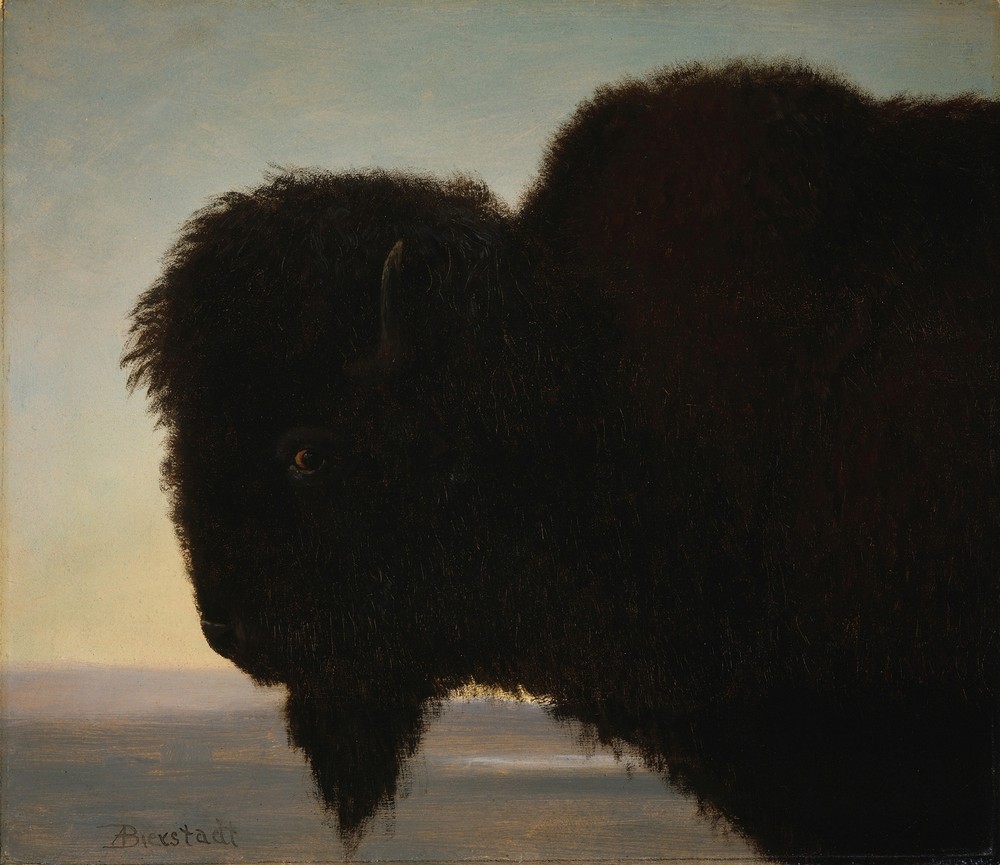 Buffalo Head (circa 1879)