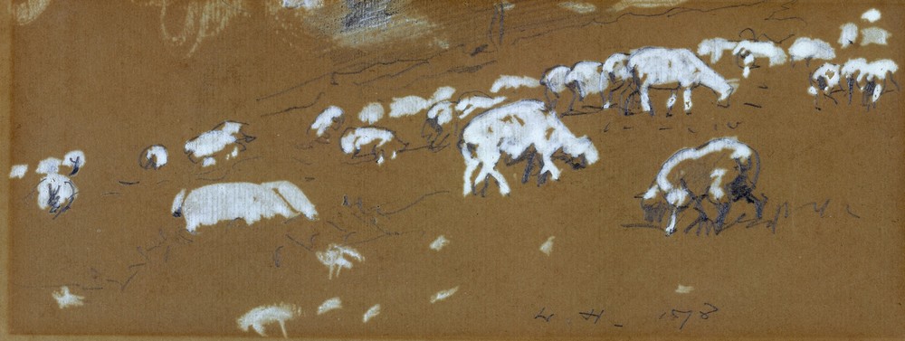 Sheep
