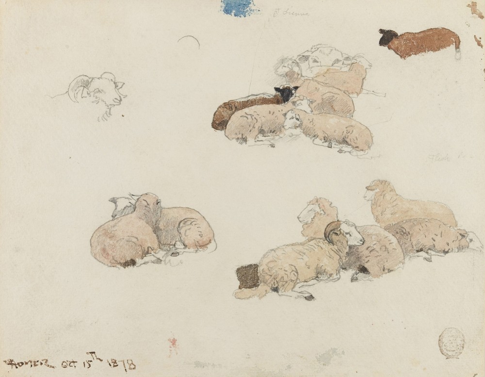 Sheep Resting