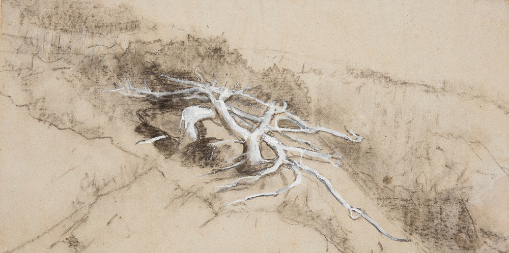 Tree Roots on a Hillside, Prout’s Neck