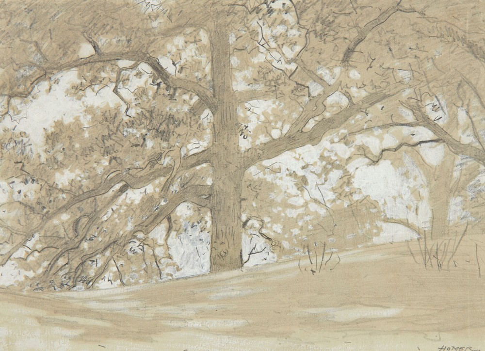 Waverly Oaks