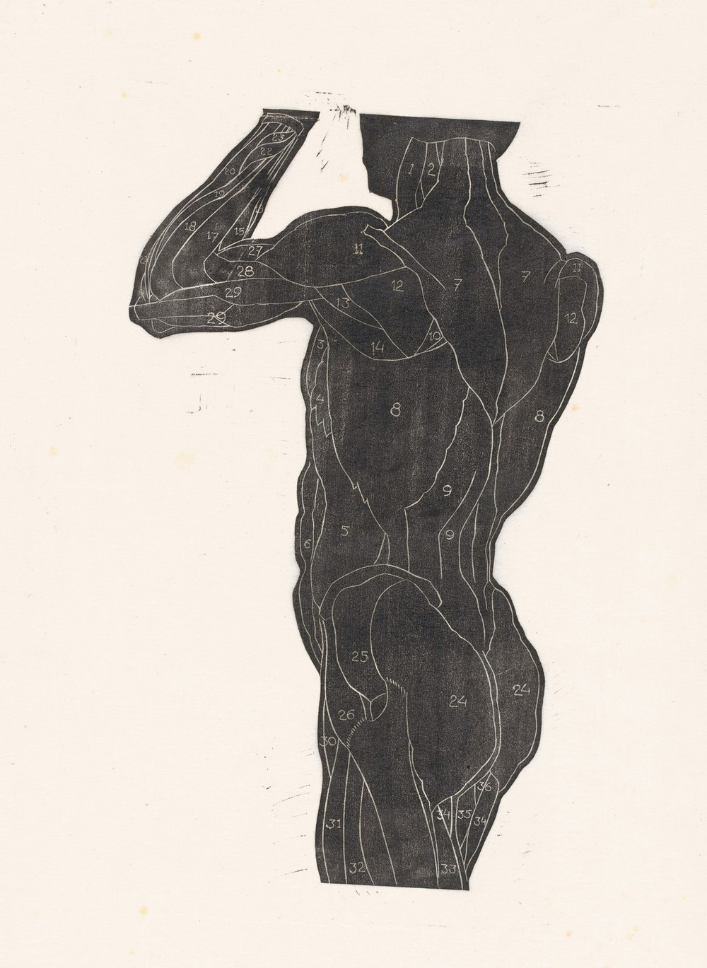 Anatomische studie van de rug- en bilspieren van een man in silhouet