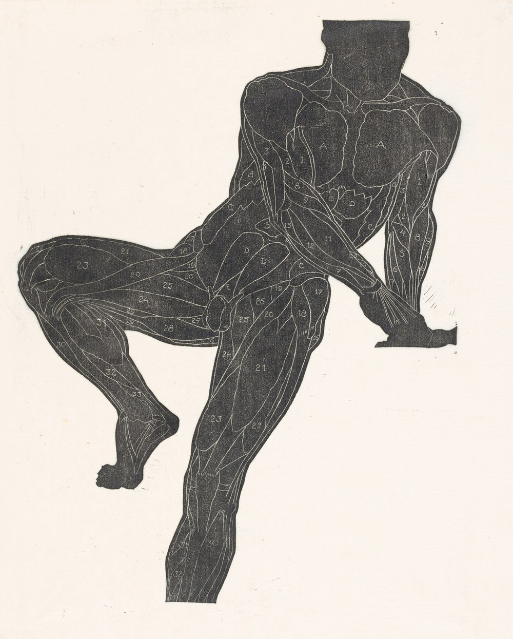 Anatomische studie van de borst-, buik- en beenspieren van een man in silhouet