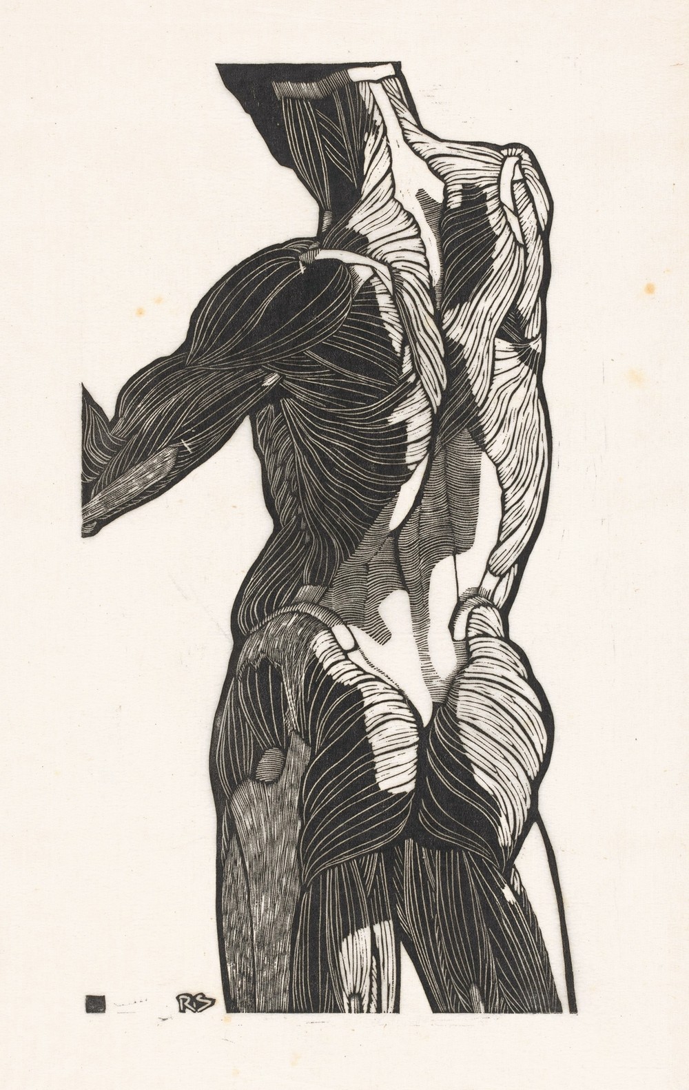 Anatomische studie van de rug- en bilspieren van een man