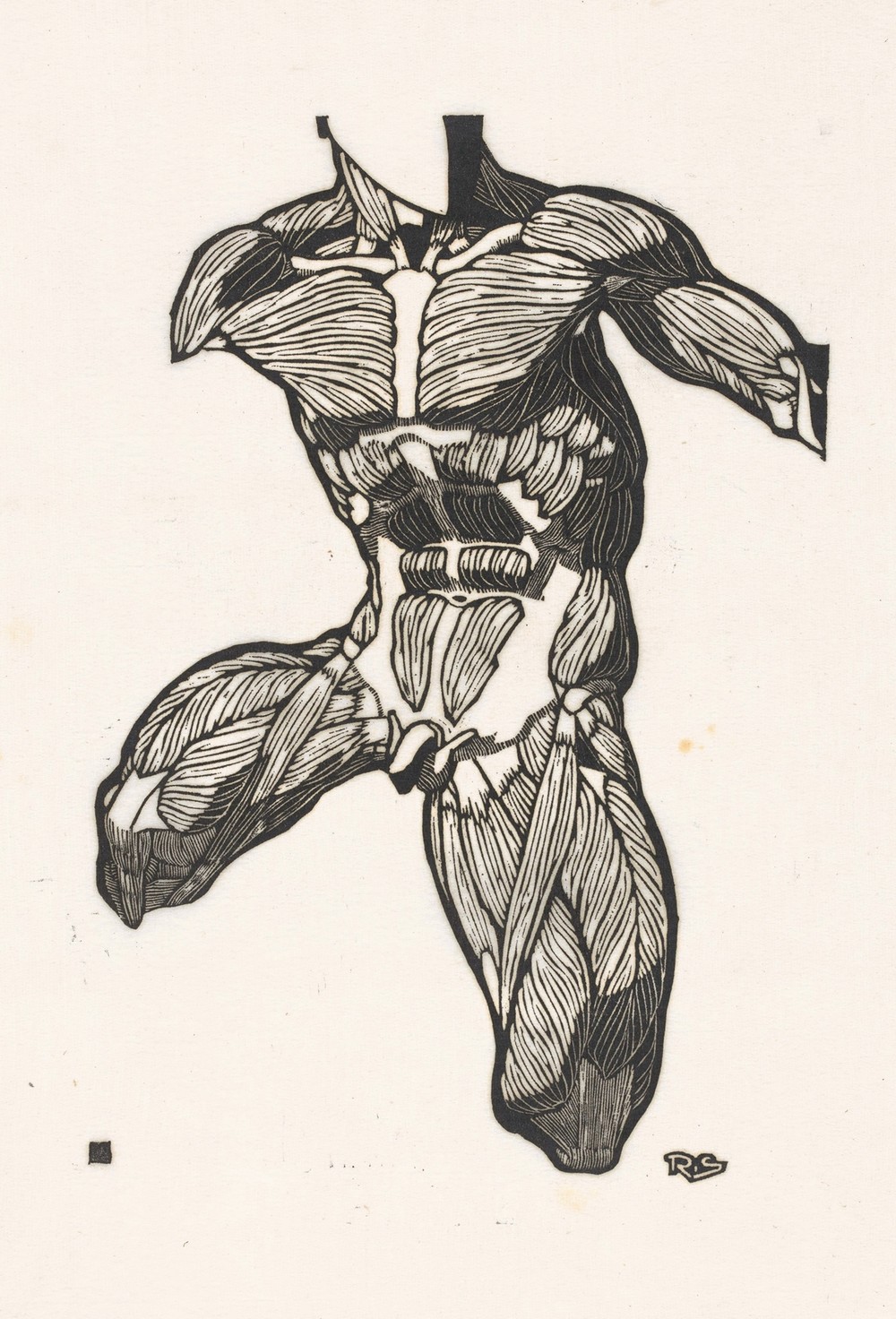 Anatomische studie van de nek-, buik- en bovenbeenspieren van een man