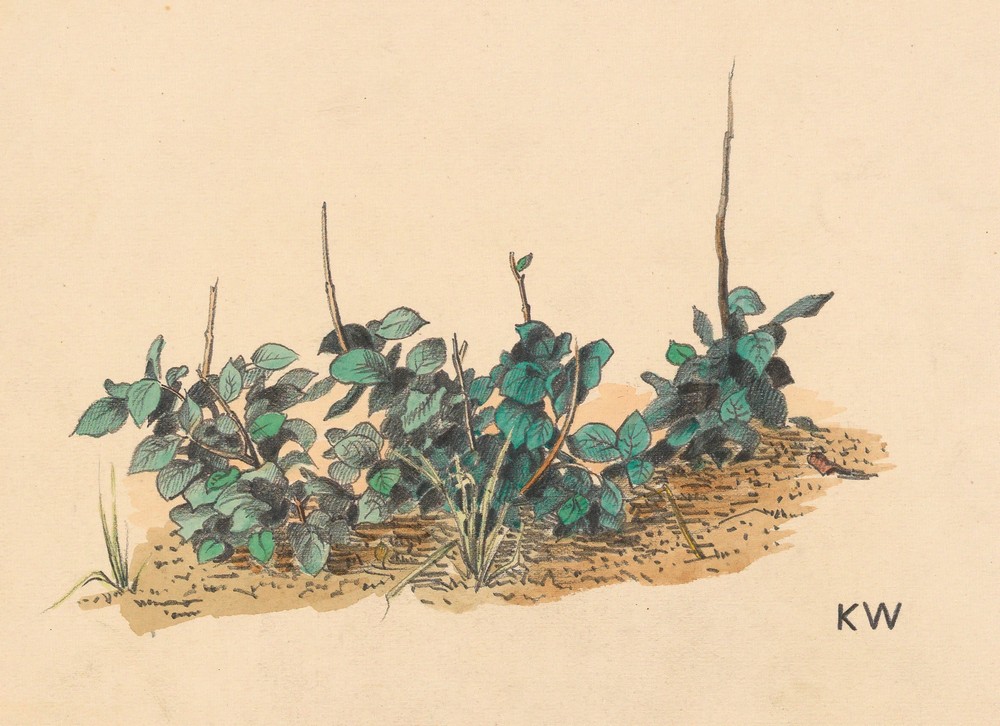 Ohne Titel (Grünpflanzen) (around 1924)