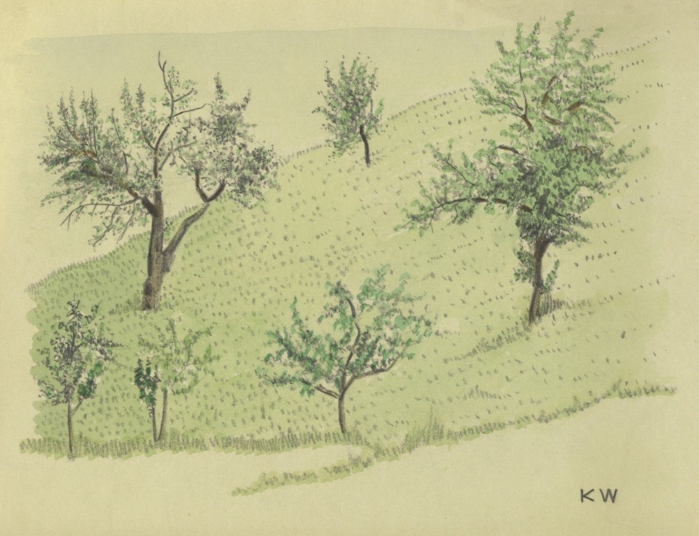 Ohne Titel (Laubbäume auf Hügel) (around 1924)