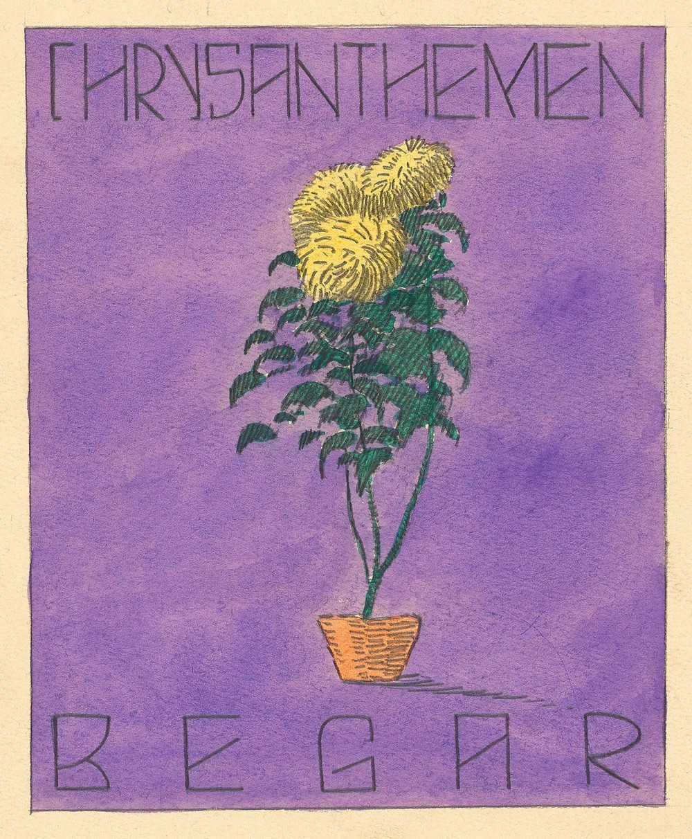 Chrysanthemen Begar